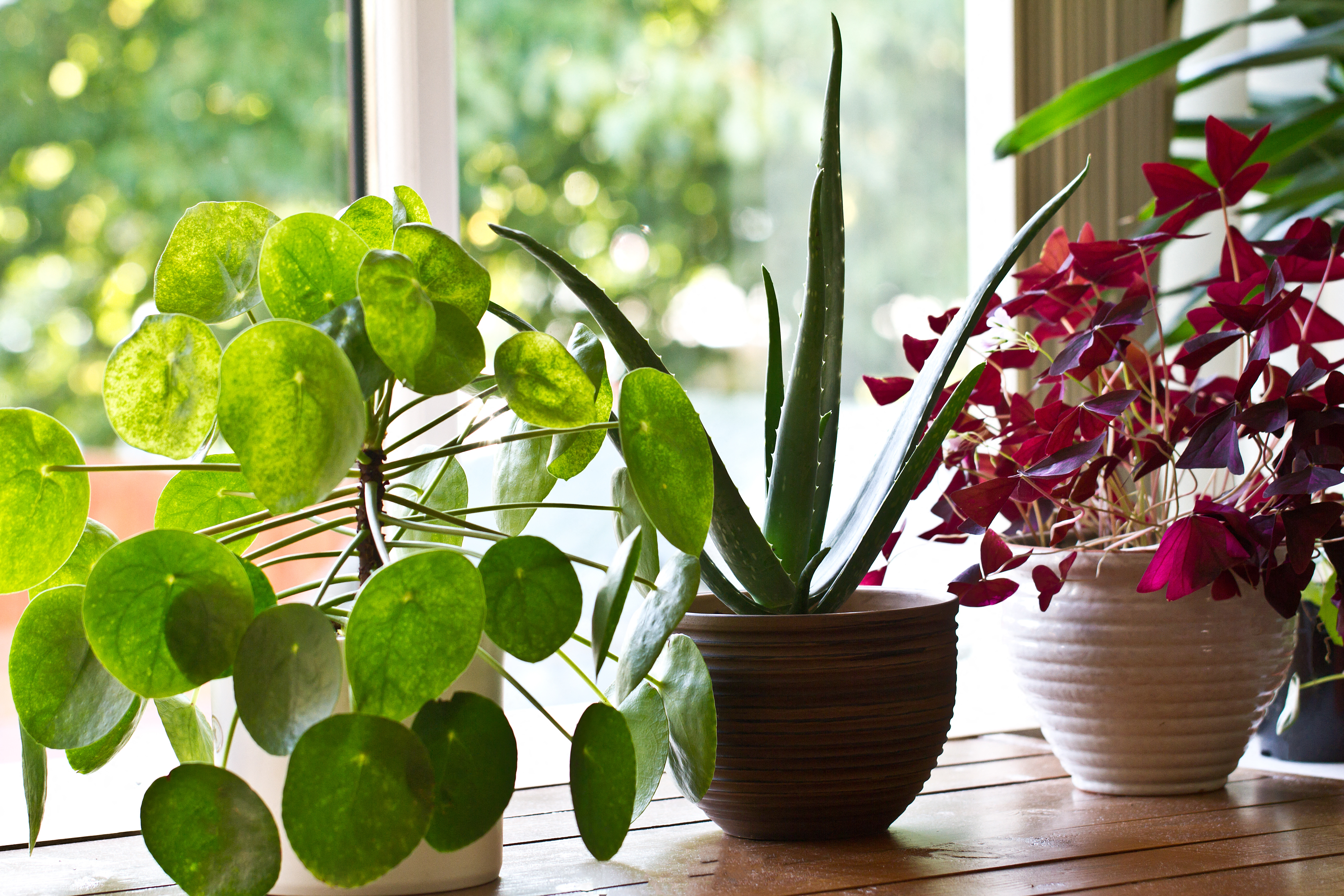a variety of plants on a windowsill