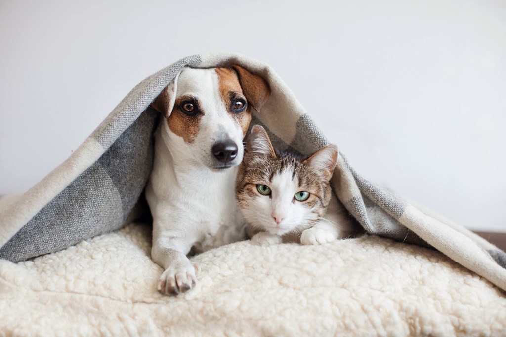 a dog and a cat laying on a bed under a blanket