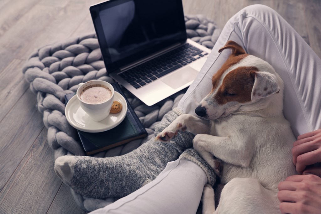 a dog laying next to a person on a bed with a laptop and a coffee