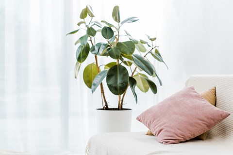 A potted plant with green leaves sits on a white surface next to a pink pillow.