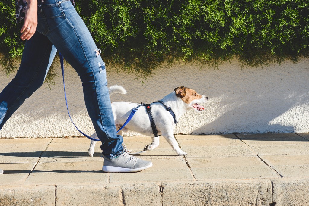 a person walking a dog on a leash on a sidewalk