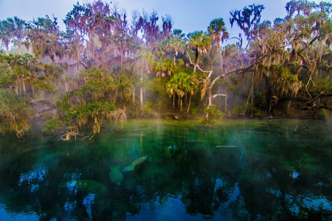 a pool of water with fish in it surrounded by trees