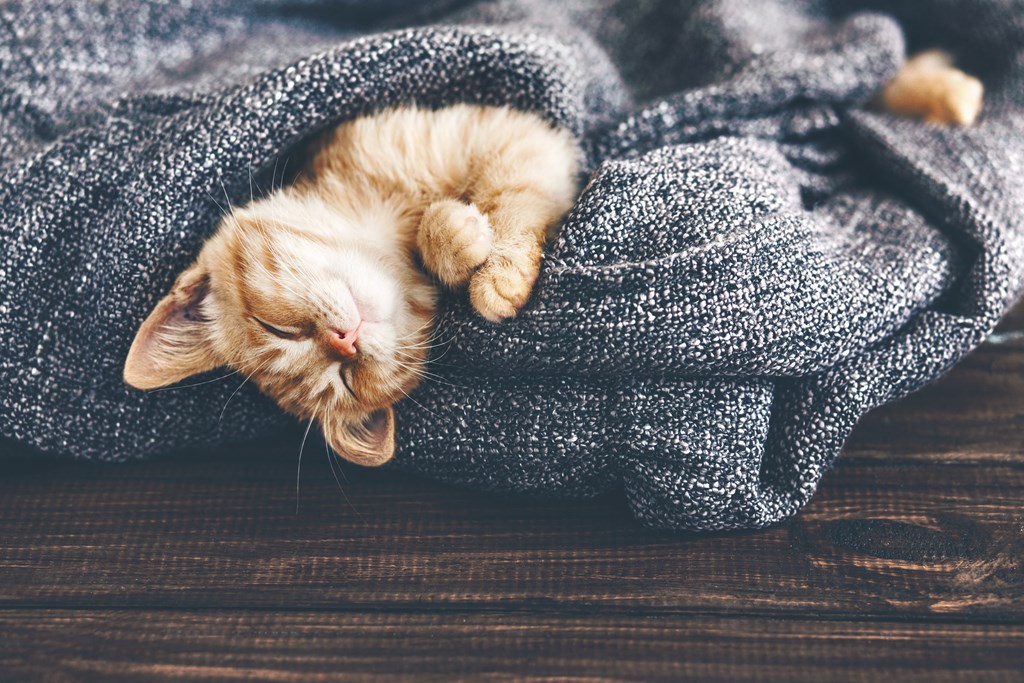 a kitten sleeping in a blanket on a wooden floor