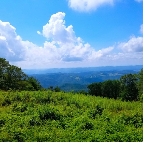 A lush green landscape with a view of the mountains in the distance.