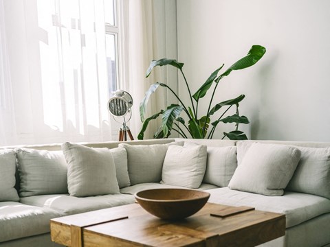 A living room with a white couch, a wooden coffee table, and a large green plant.