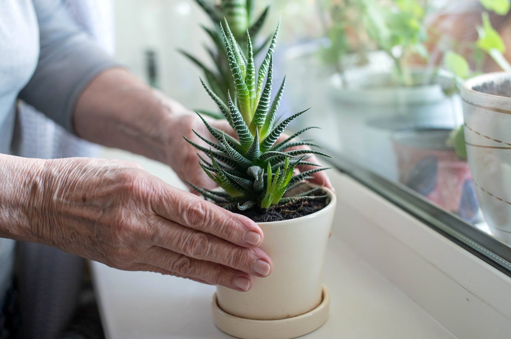 A person is holding a potted plant with a snake plant inside.