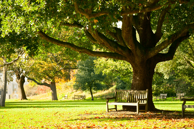 a bench sitting under a tree in a park
