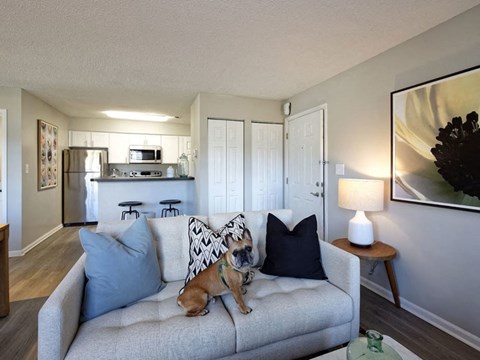 A dog is sitting on a couch in a living room.