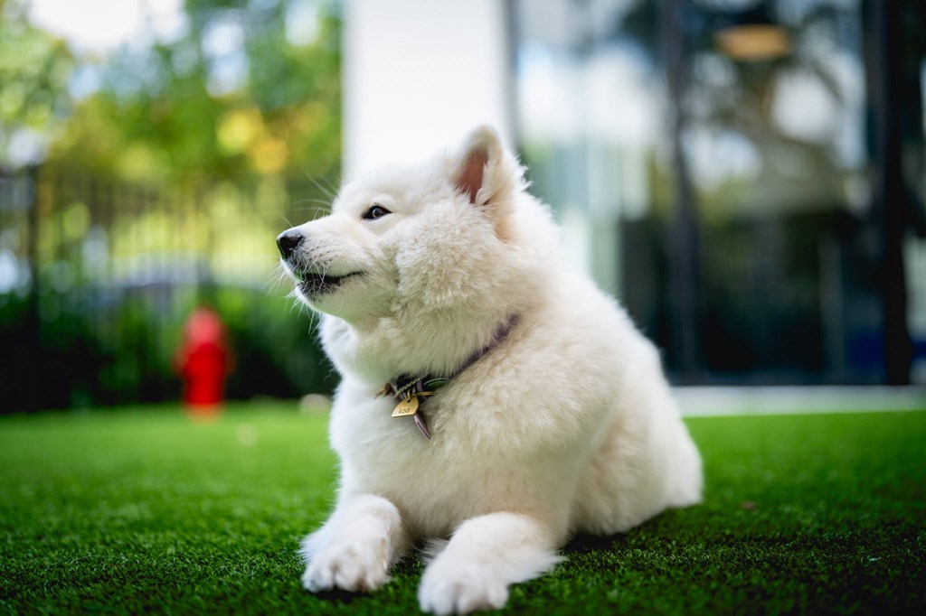 A white dog with a black collar is sitting on a green surface.