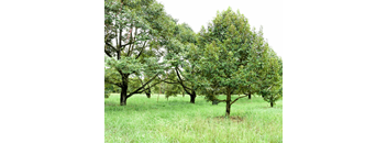 The floorplan name is Conewago with two bedrooms and two bathrooms at 1,023 sq. ft.