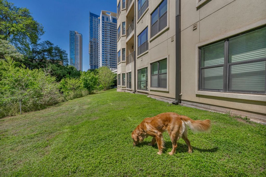 a dog grazing on the grass outside of a building