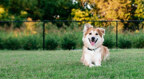 A dog is sitting on the grass.