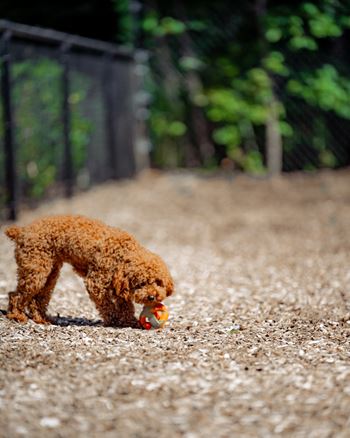 a brown dog playing with a ball on a path