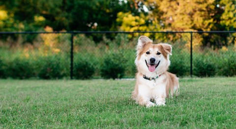 A dog is sitting in the grass with its tongue out.