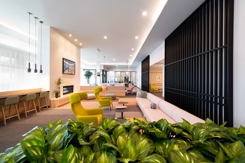 A living room with a yellow chair and a green plant.