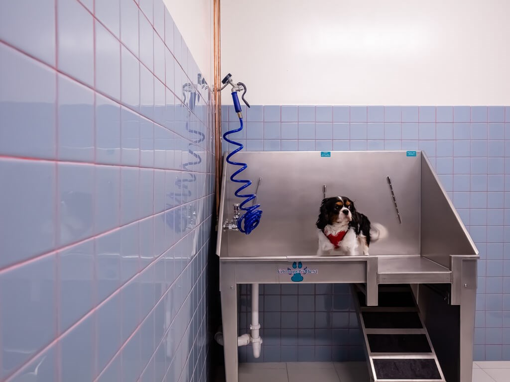 365 Nicollet dog bath