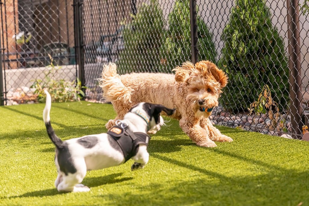 Pets playing outdoors