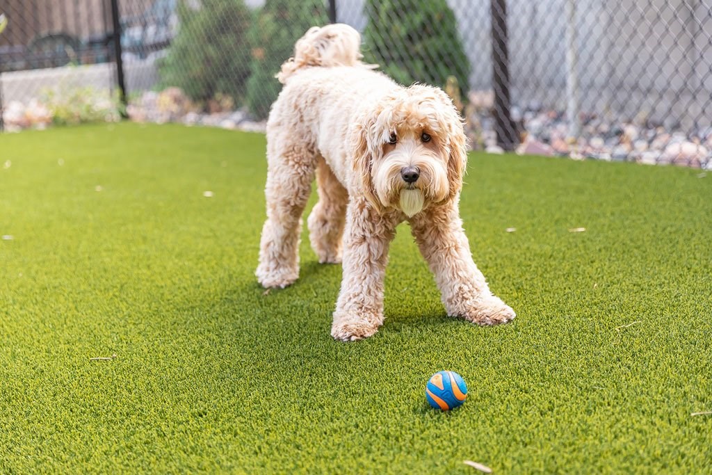 dog playing outdoors