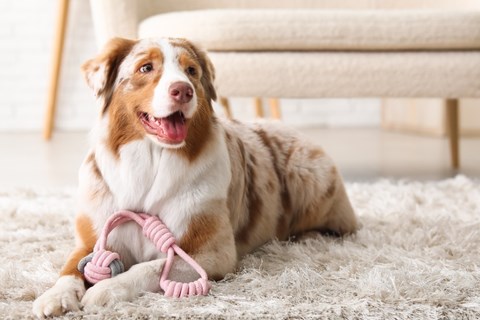 A dog with a pink toy in its mouth is lying on a white rug.