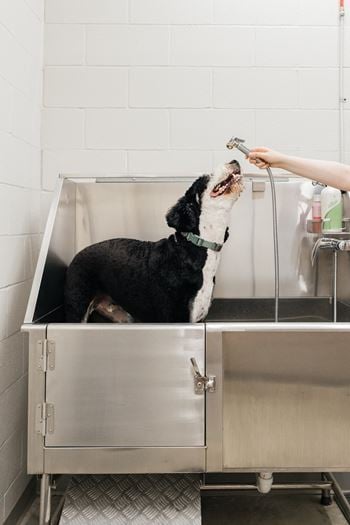 a dog getting a bath from a person in a stainless steel sink  at Dillard Apartments, Fargo, ND