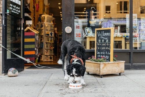 Dog drinking water from a bowl at Bostad Apartments, Fargo, ND 58102