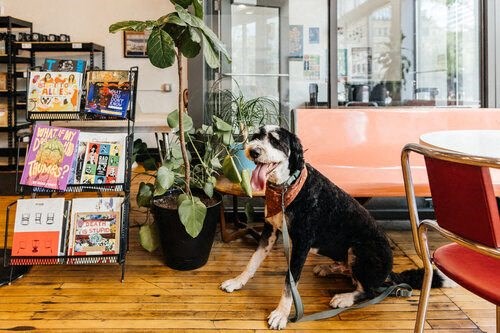 Dog sitting next to a table at Bostad Apartments, Fargo, North Dakota 58102