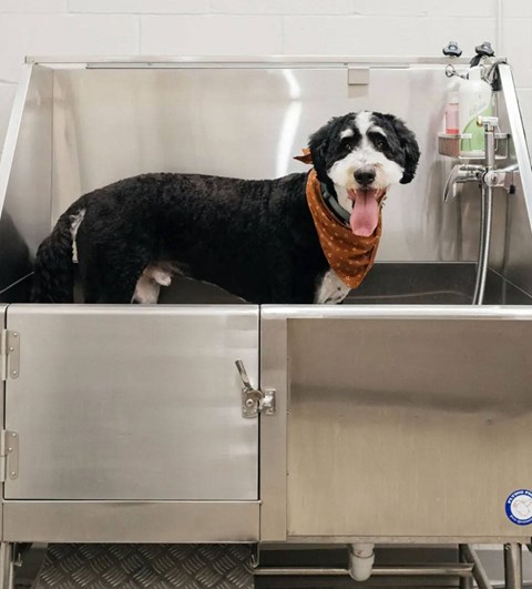 Dog washing station with stainless steel tub at The Avery - Residential Apartments, Fargo, 58102