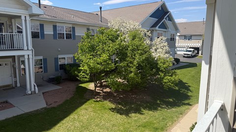 A tree with white flowers is in the middle of a grassy area.
