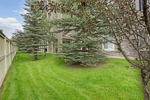 A landscaped outdoor area here at Pointe at Applewood with green grass, mature trees, and surrounding apartment buildings. A peaceful setting creates a natural and well-maintained community environment.