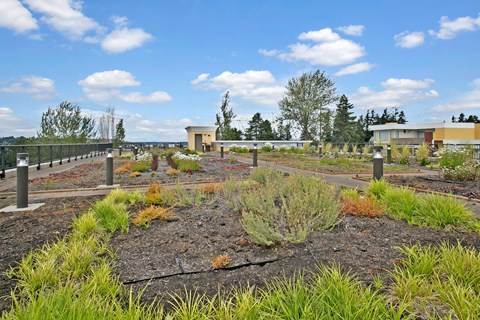 A garden with a variety of plants and a fence in the background.