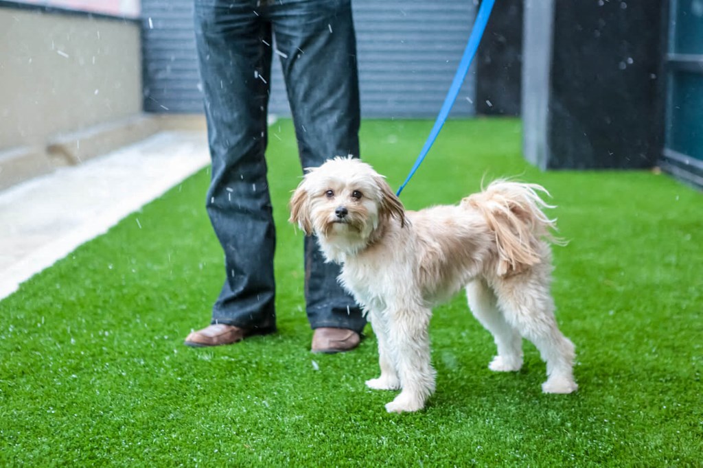 A small, fluffy dog on a blue leash stands on vibrant green grass during light snowfall. The dog's expression is curious, suggesting a sense of playfulness.