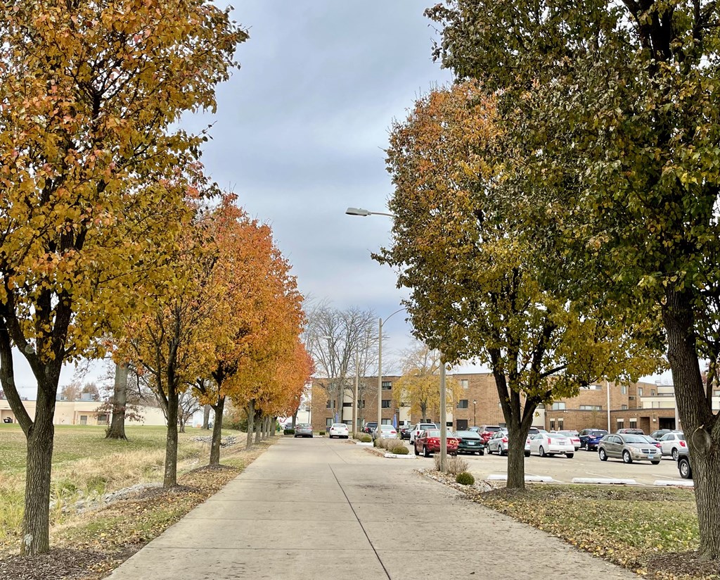 A tree-lined street with autumn leaves on the ground.