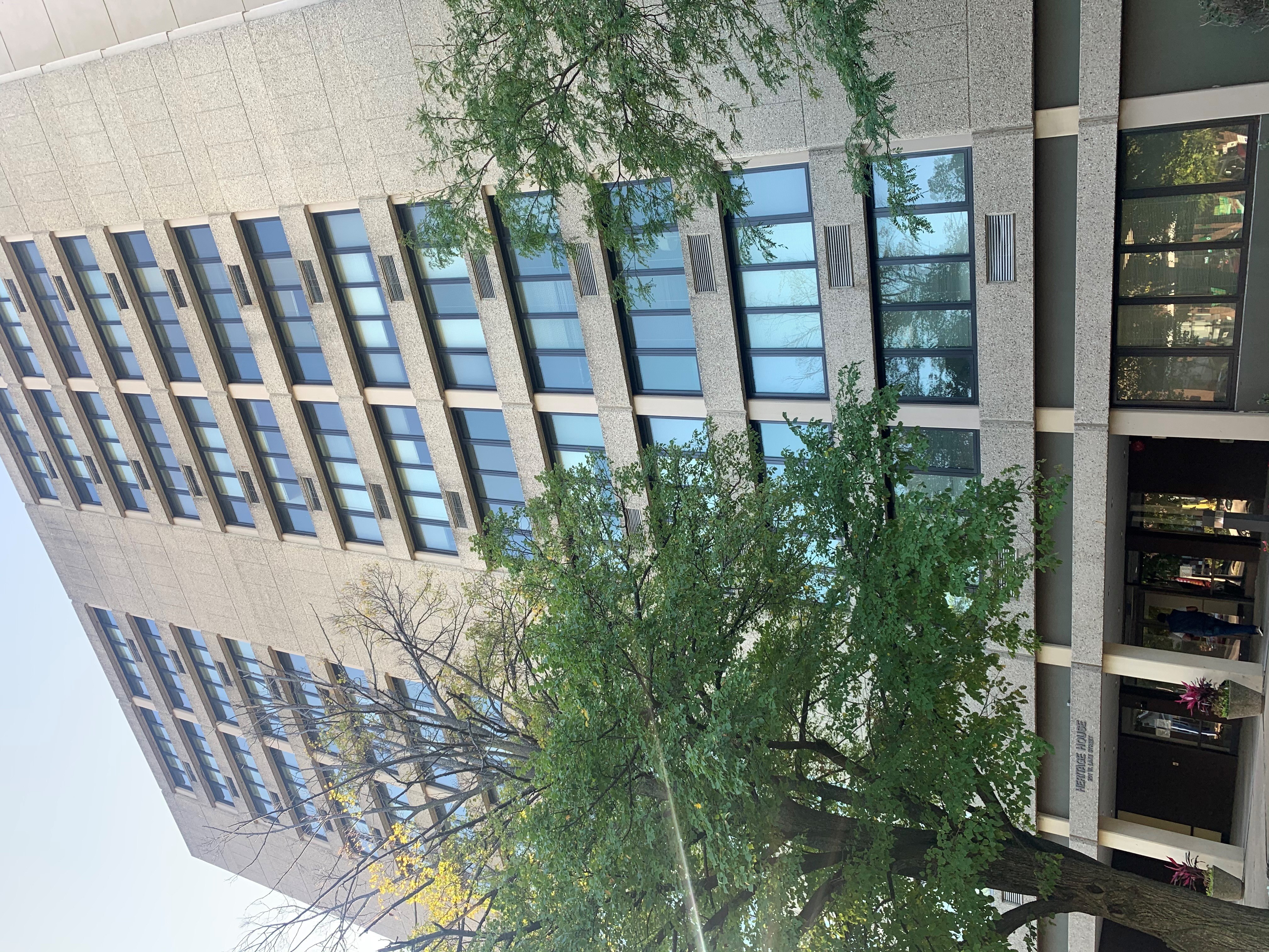 A tree is in front of a building with many windows.