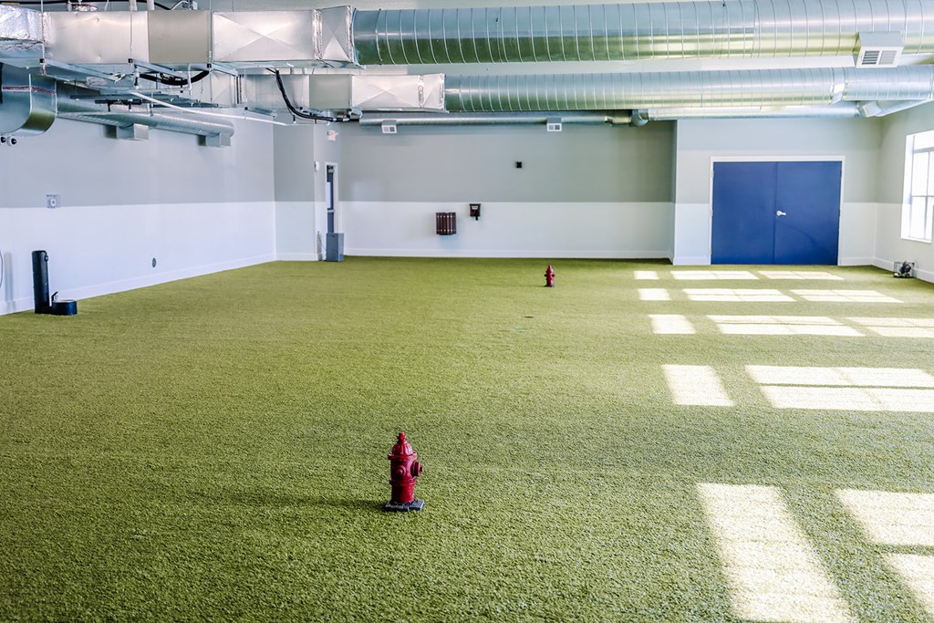 Indoor Dog Park