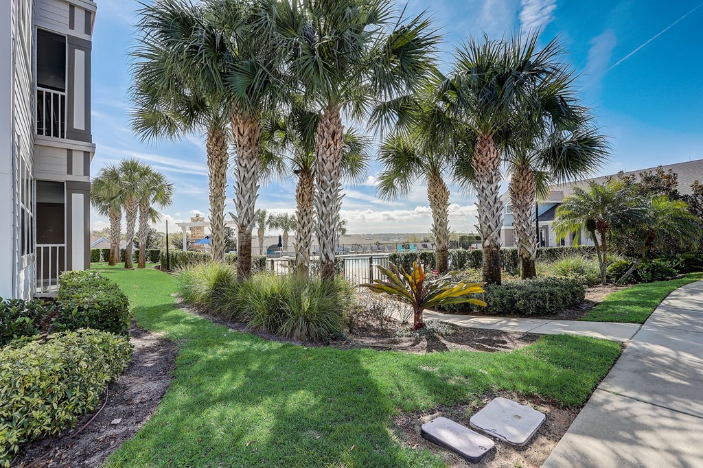 a yard with palm trees and grass and a sidewalk