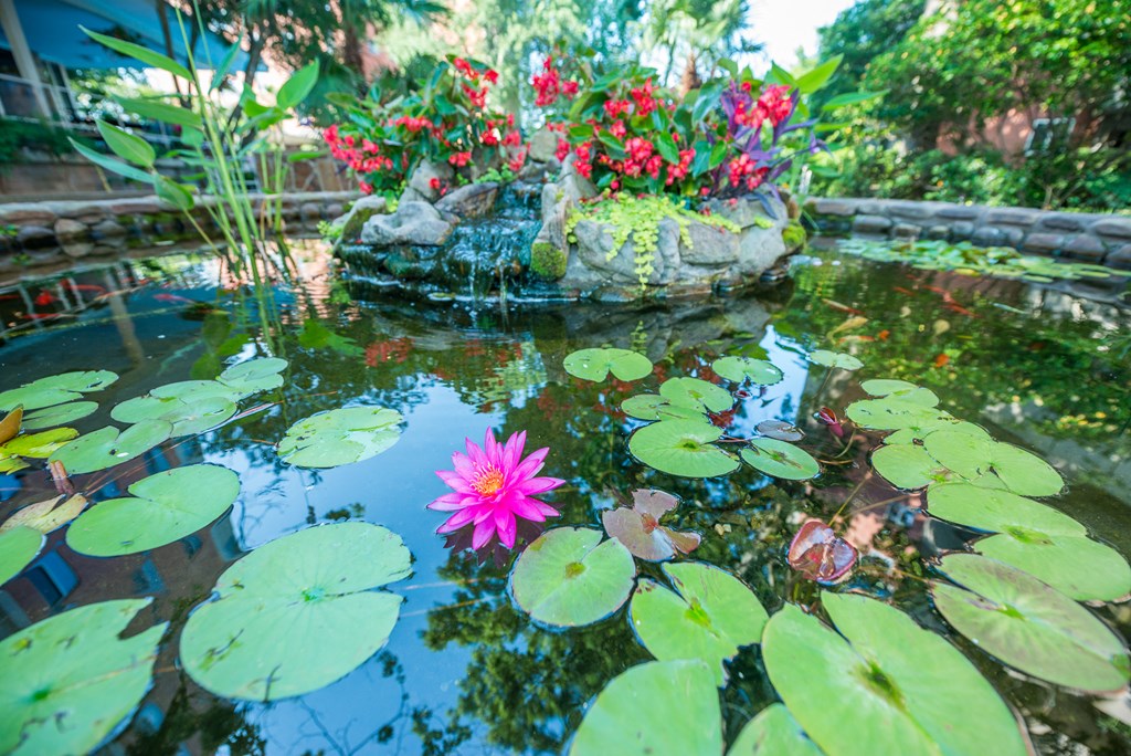 a pond with a pink flower in it