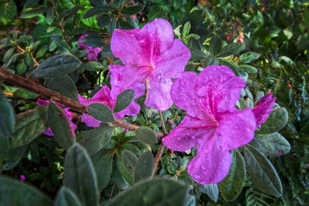 a close up of some purple flowers