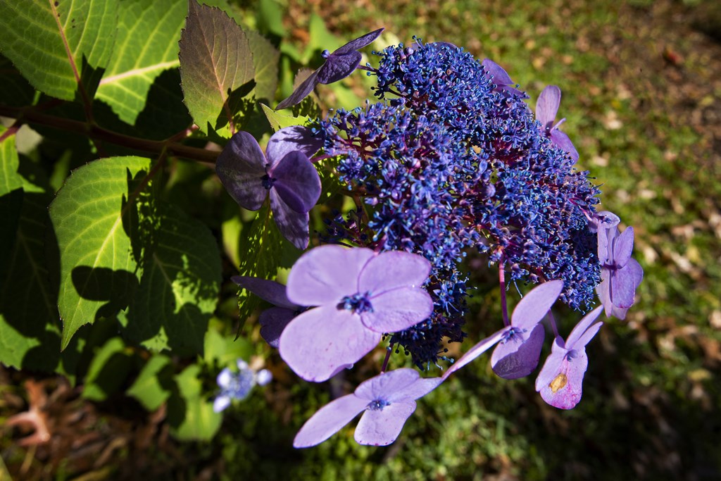 a close up of some purple flowers
