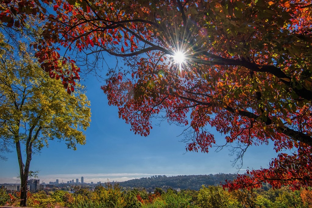the sun shines through the branches of a tree with red leaves