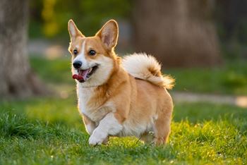 A corgi dog is running in the grass.