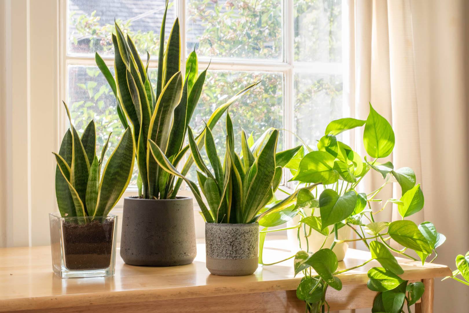 Three potted plants on a windowsill with a view of a garden outside.