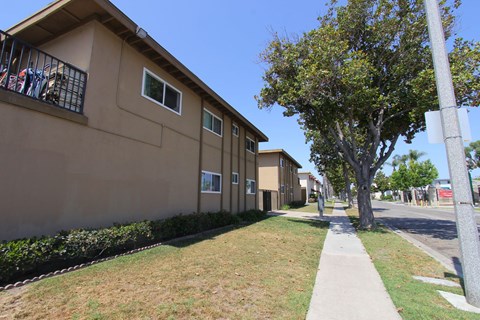 A row of houses with a tree in front of them.