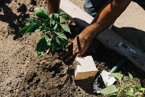 A person is planting a young plant in the soil.