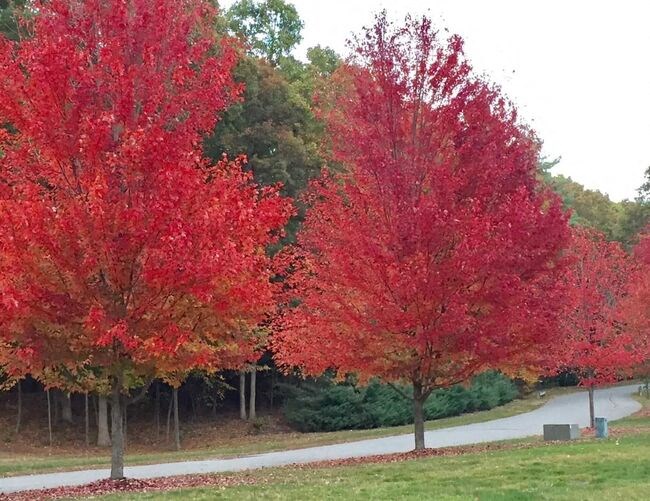 Two red trees in the foreground with a pathway and other trees in the background.