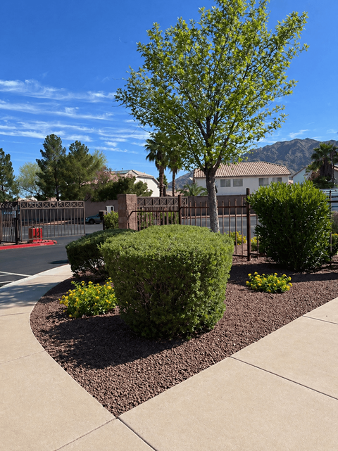 A tree in a landscaped area with a building in the background.