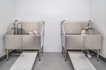 Two stainless steel sinks with a cat sitting on each.