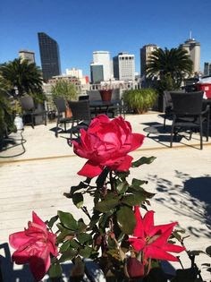 a red rose in a vase in front of a