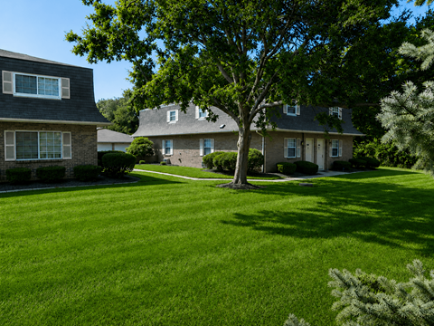 A tree stands in the middle of a grassy yard.