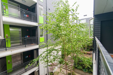 A tree in a courtyard surrounded by buildings.