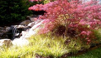 a red tree in a garden next to a waterfall
